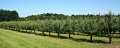 Pears to Hernhill Church